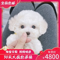 Sale of Korean bear cubs live purebred small toys in Shenzhen
