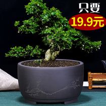 Purple sand flowerpot bonsai ceramic flowerpot succulent plant flower potted indoor orchid pot