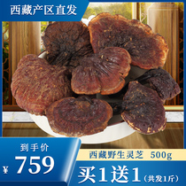(Tibet wild Ganoderma lucidum) authentic Linzhi Bumi County Wild Super Ganoderma lucidum 250g