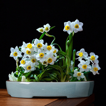 Narcissus flowerpot ceramic large caliber platter bonsai basin landscaping hydroponic copper flower flower lotus non-porous water conservation special purpose