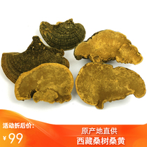 Tibet wild Mulberry Mulberry whole quality Phnom Penh natural authentic yellow Ganoderma lucidum 100G 100g