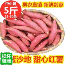 Hainan Chengmai Qiaotou sweet potato organic selenium-rich fresh Qiaosha chestnut sweet potato vegetable sand sweet potato potato 5 kg