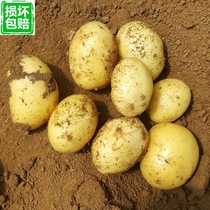 10 kg of potatoes Farmers grow their own fresh vegetables potatoes potatoes seasonal vegetables now digging now developing agricultural products