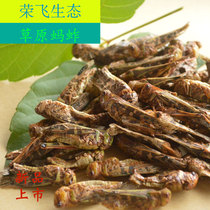 Grasshopper dried grasshopper dried grasshopper homemade bird food raw material thrush bird eating feather bird food 500g