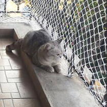 Rope Mesh Nylon Mesh Balcony Protective Netting Anti-Leak Net Safety Net Pet Anti-Escape Nets Anti-Cat Tennis Dogs