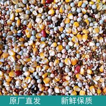 Xiaolong factory direct nutrition Q3 pigeon with corn grain pigeon feed bird food 50kg Jiangsu Zhejiang Shanghai and Anhui