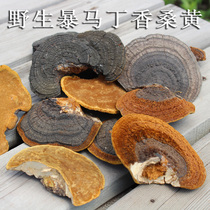Changbai Mountain wild horse clove Phellinus yellow 500g pure natural Ganoderma lucidum pruned medicinal material wine sliced soup soaked in water