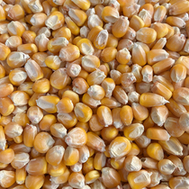 Corn grain feed New bract grain grain chicken duck pigeon pet rat fishing nest 5 kg