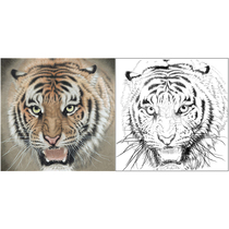 Gongbi painting tiger head white drawing manuscript Meng Xiangshun four feet bucket copy hook physical printing manuscript A638