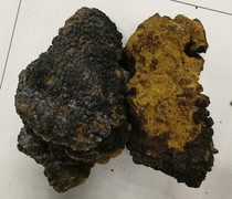 Ganoderma lucidum wild chaga Inonotus obliquus birch tear yellow birch tea drink 250g free slice