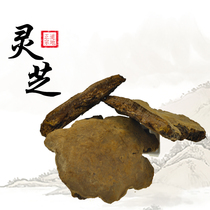Lansheng Tang Tibet Wild Lingzhi Spotted Brown Pore Fungus Lingzhi Sliced Lingzhi Tea Mill Lingzhi Powder 500 gr