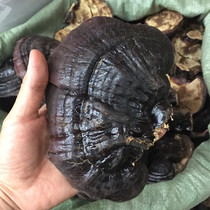 Special products Changbai Mountain Ganoderma lucidum whole Ganoderma lucidum 14 yuan 250 grams free slicing powder