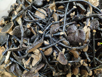 Hainan selected wild bamboo Ganoderma lucidum 250g special grade pruning long neck thick meat bamboo Linzhi dry goods soup materials