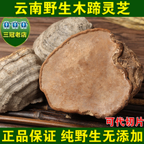 Yunnan Wild Wood hoof Ganoderma lucidum horseshoe Ganoderma lucidum Changbai Mountain Wood hoof layer hole fungus Ganoderma lucidum tablets 250g free slices