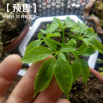 药材种子苗长白山人参苗盆栽【十株起售包邮】 野山参苗西洋参苗