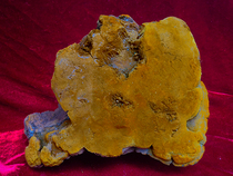 Yunnan wild Mulberry Mulberry ancient mulberry Phellinus yellow forest Golden gold Phem scarce single plant 1760G