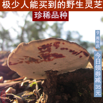 Good pure wild Ganoderma lucidum fragrant blood Ganoderma lucidum black Ganoderma lucidum genuine whole Linzhi 250g