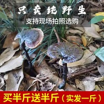 Wild Ganoderma Zhiwang pure natural Guizhou pruning purple Linzhi can be sliced size Ganoderma lucidum wine a catty