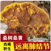 Tibet Phnom Penh wild authentic Mulberry Mulberry Mulberry Tibetan plateau special fungus Ganoderma lucidum Phellinus Wild