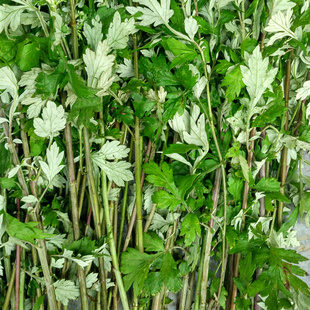 重庆新鲜带杆老艾叶熏蚊用艾草天然端午避邪野生艾草泡脚500g