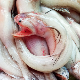 龙头鱼新鲜豆腐鱼九肚鱼水潺海鲜水产鲜活鱼类批发500克