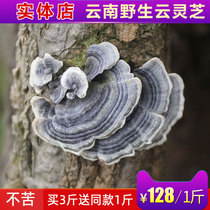 Wild Yun Ganoderma lucidum Yunnan deep mountains Ganoderma lucidum Linzhi Green Ganoderma lucidum 500 grams buy 3 Jin send 1 Jin