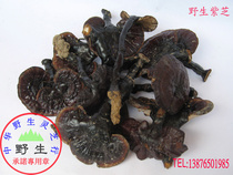 Pure wild Ganoderma lucidum (purple lucidum black Ganoderma lucidum general product) wild commitment Wuzhishan origin delivery