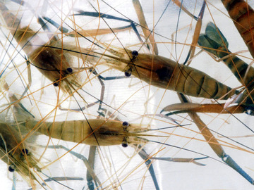 微山湖青虾 对虾绿色食品 淡水鲍鱼营养价值最高的虾 二斤包邮