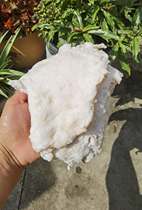 (Meat Zhifang) Eleven-year old shop boutique Changbai Mountain underground deep cave stone Tai year old meat Ganoderma lucidum