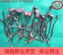 Songya 2021 Hainan Pure Wild Bamboo Ganoderma lucidum King Red Bamboo Ganoderma Lucidum 50g