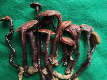 Songya Hainan Wuzhishan Qiongzhong Ganoderma Pure Wild Natural Red Ganoderma Lucidum Red Bamboo Ganoderma Lucidum Red Zhi 50g
