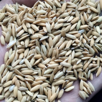 Shelled rice fed chickens long rice fed ducks geese feed bird food 50 catties not fed pigeons Zhejiang Shanghai and Anhui