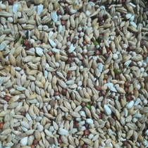 Jinling pigeon grain a grade (95 clear) Pigeon Pigeon grain pigeon food pigeon feed 50 Jin Zhejiang Shanghai and Anhui