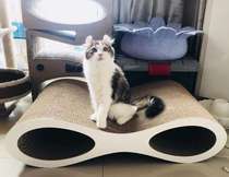 Cat large scratch board medium pet curve 8-shaped small grinding corrugated paper glasses increase wear-resistant drilling