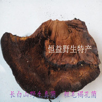 Long white mountain wild lucid lucid brown pore fungus sophoria mushroom wild fungus