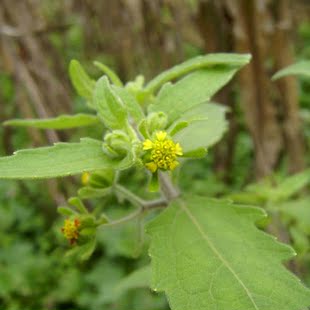 新鲜现采野生豨莶草 粘糊菜 黄猪母 粘不扎 猪母菜 500克顺丰