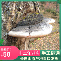 Changbai Mountain wild fissured hoof layer hole fungus fissure 50 yuan catty wild Ganoderma lucidum