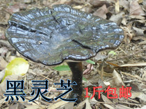 Black Ganoderma lucidum Ganoderma lucidum Supply Red Ganoderma Lucidum Tablets 500g