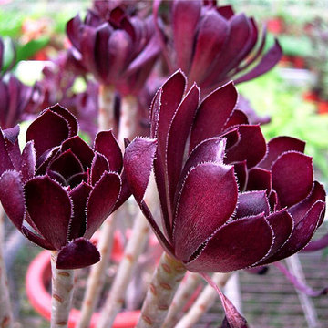 满18包邮 多肉植物组合 花卉盆栽 黑魔法师 小肉肉包邮 特价秒杀