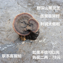 Black Ganoderma lucidum wild natural pruning with handle purple Linzhi wine tea pot chicken soup a catty of Mens Health