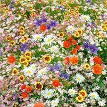  New Wild Flower Seeds Chinese Style Cheap 200 Mix Flower See
