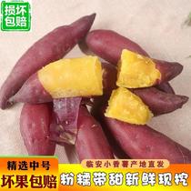 Gannan Red sweet potato Jiangxi Gannan Anyuan Sanbai Mountain Sweet potato Sweet heart Sweet potato 5 kg pack