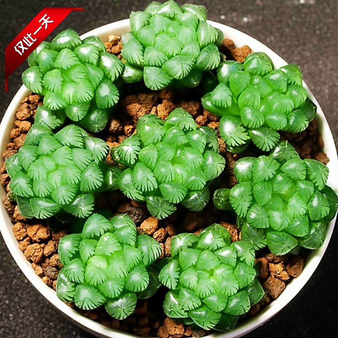 桌面多肉植物稀有品种套餐组合盆栽肉肉室内多肉花卉套装玉露大颗