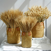 Photo Props Natural Wheat Ears Adornment Photography Props Swing Pieces Countryside Fields Gardenim Wind Background Retro Plants