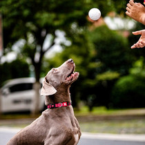 (Recommended by rolling claws) expensive for the explosive ball toy small large knot real bite-resistant elastic white ball