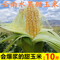 云南水果甜玉米新鲜蔬菜爆浆多汁可生吃产地现摘玉米苞生玉米棒