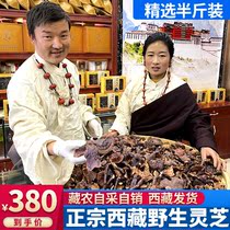 Tibet wild Ganoderma lucidum authentic Linzhi specialty red Ganoderma lucidum high altitude dry goods pruning 250 grams gift box chizhi