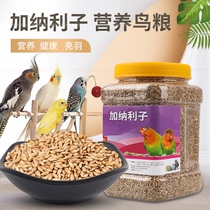 Ghana Lizi tiger skin parrot bird food oil tip millet white tip millet grass seed bird food feed 1200 ml canned