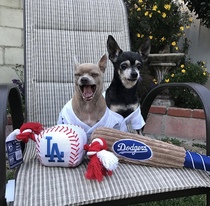 Baseball Bat Rugby Football Pet Dog Plush Voice Toys Knot Bite-resistant Tug-of-war Interactive Outdoor Tour