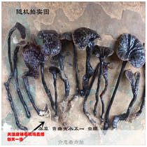 Wild Yunnan bamboo Ganoderma lucidum Linzhi wild Ganoderma Zizhiyuan pure natural Zizhi pruned branches with handle 1kg of 500g in bulk